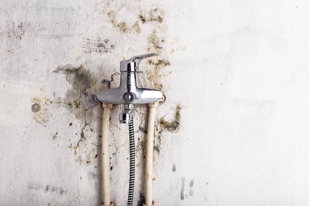 Best Commercial Mold Removal  in Panama City, FL
