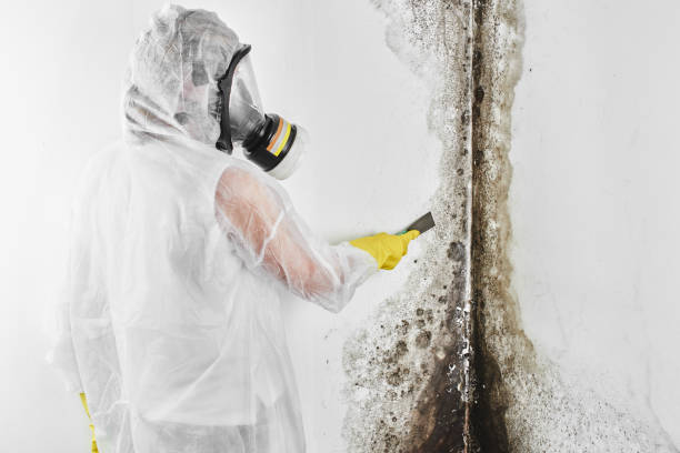 Trusted Panama City, FL Mold Removal Experts