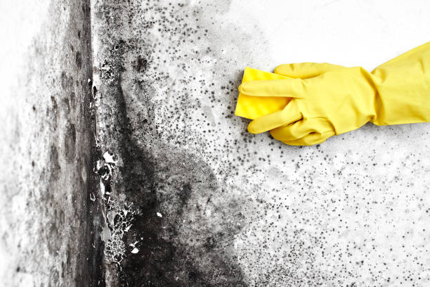 Best Commercial Mold Removal  in Panama City, FL