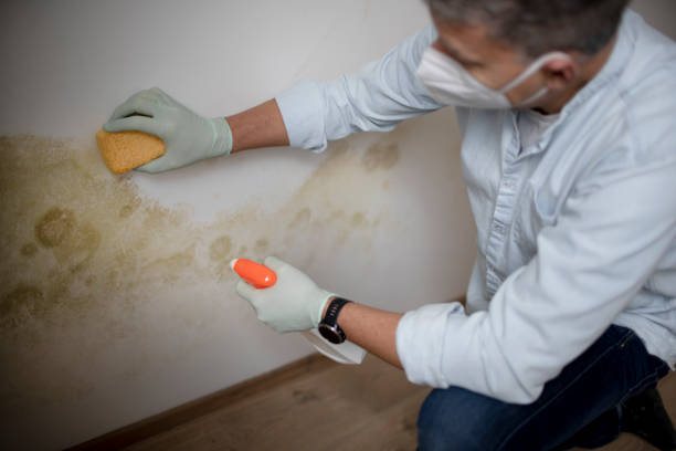 Best Toxic Mold Removal  in Panama City, FL