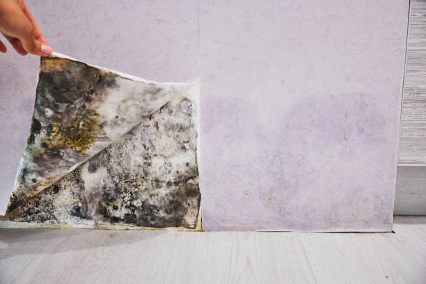 Best Mold Remediation Services  in Panama City, FL